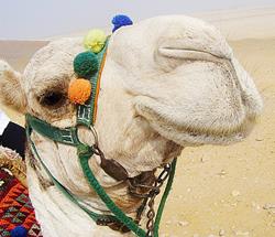 camel-250